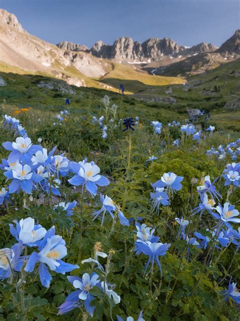 Colorado Wildflower Photography