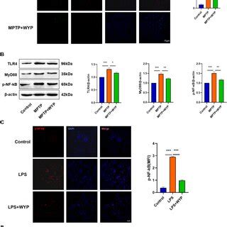 Inhibition of TLR4 MyD88 NF κB pathway in PD mice and BV2 cells by WYP