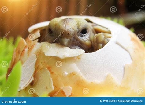 Close Up Baby Tortoise Hatching Stock Photo - Image of beautiful, hands ...