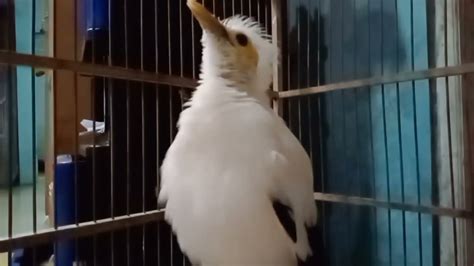 Suara Burung Jalak Putih Gacor Full Isian Pancingan Dan Masteran