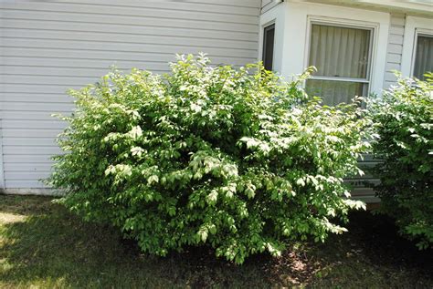 Photo Of The Entire Plant Of Burning Bush Euonymus Alatus Posted By