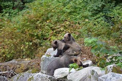 Campbell River Grizzly Bear Watching Tour With Lunch Getyourguide