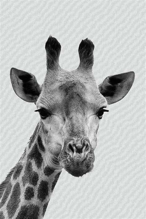 Black And White Giraffe Photos