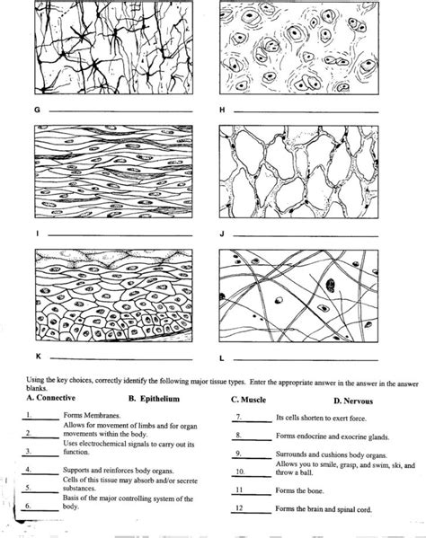 Ch 4 Real Anatomy Worksheet Cell And Tissue Identification Anatomy Worksheets