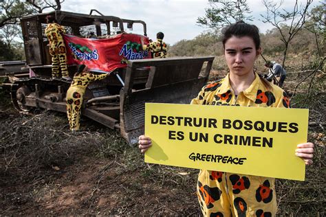 Fundaci N Greenpeace Argentina Greenpeace Denuncia Otro Desmonte De