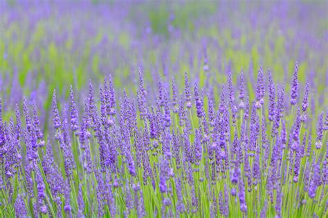 Lavender Meaning: History, Symbolism, & Facts | Petal Talk