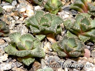 Titanopsis Titanopsis Calcarea K Nw Brandvlei Mg