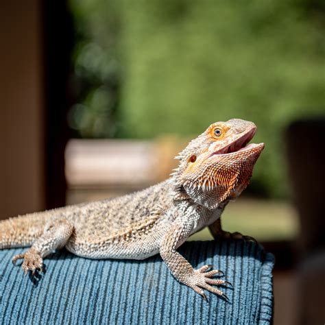 7 Reasons Why Bearded Dragons Keep Their Mouths Open Reptile Craze