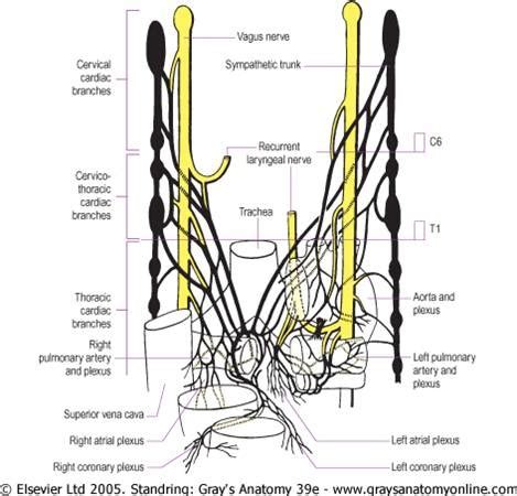 Functional Anatomy Of ANS Flashcards Quizlet