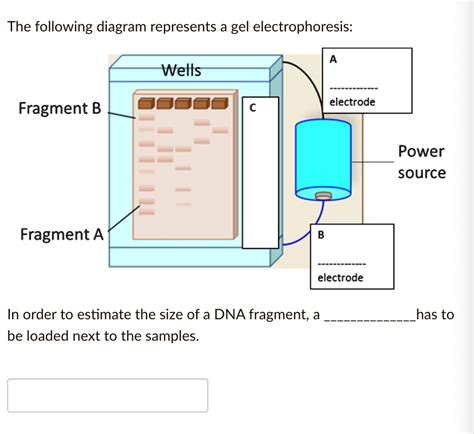 Solved The Following Diagram Represents A Gel Electrophoresis Wells