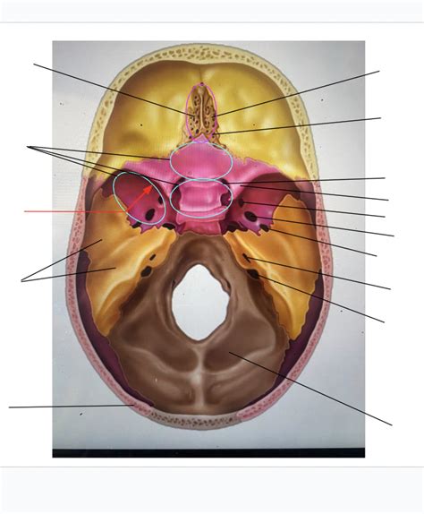 Anatomy Practical 2 Bones Diagram Quizlet