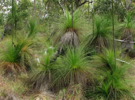 Brilian Store Premium Seeds Northern Grass Tree Xanthorrhoea Johnsonii