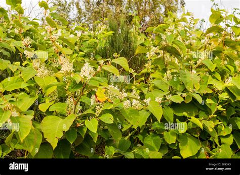 Japanese Knotweed An Invasive Plant In Flower Late Summer In Scotland