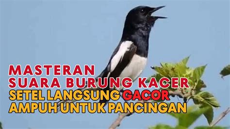 TERAPI KACER NGEPLONG GACOR BUAT PANCINGAN KACER BAHAN JADI KONSLET