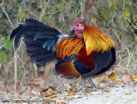 Red Junglefowl Gallus Gallus Chickens Roosters Rooster Pheasant