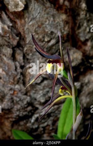 Brown Beaks Orchids Lyperanthus Suaveolens Are A Common Orchid In The