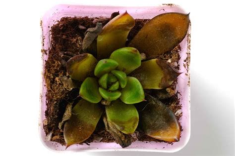 How To Prevent And Manage Rotting In Succulents Gardeners Path