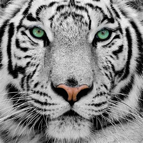 White Tiger Wallpapers - Wallpaper Cave