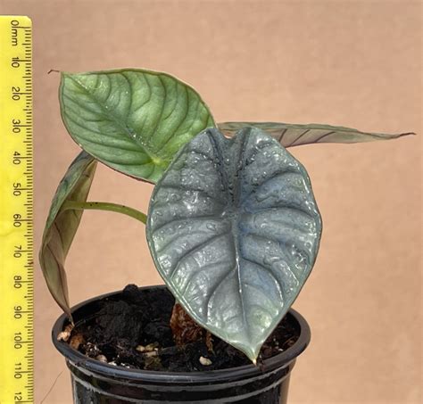 Alocasia Nebula Silver 9cm Plantae Orchids And Rare Plants