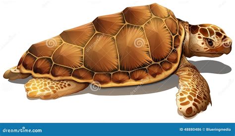 A Loggerhead Sea Turtle Stock Illustration Illustration Of Reptilia