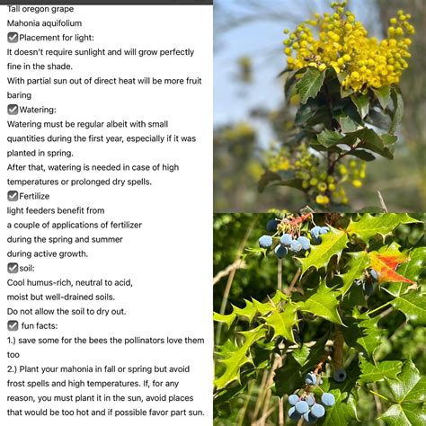 Tall oregon grape- Mahonia aquifolium care guide