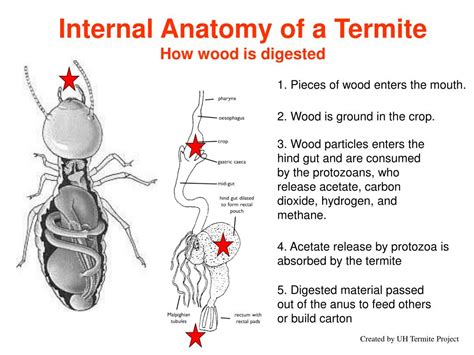 Ppt Termite Feeding And The Protozoa Powerpoint Presentation Free