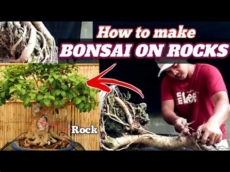 DIY Bonsai Tutorial Paano Gumawa Ng Bonsai Na Nakapatong Sa Bato