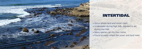 Intertidal Zone Biology Simple