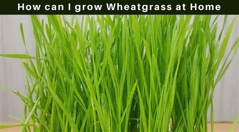 Wheatgrass Growing How To Grow Wheatgrass At Home For Juice Home Gardeners