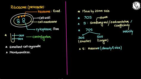 SOLUTION Cell The Unit Of Life 03 Classnotes Yakeen Neet 2024 Studypool