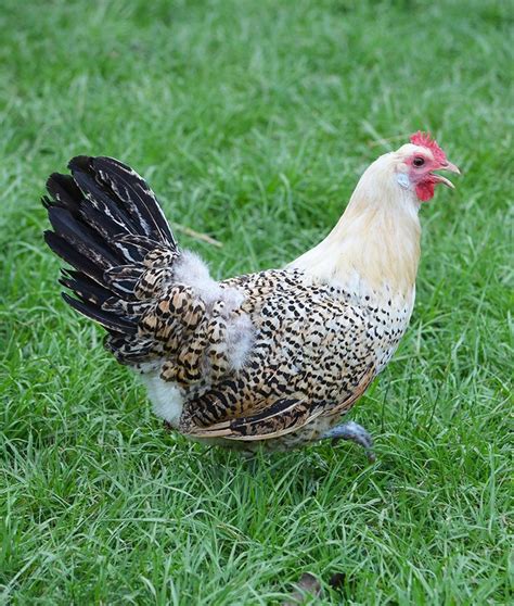 Friesian | Beautiful chickens, Backyard birds, Chicken breeds