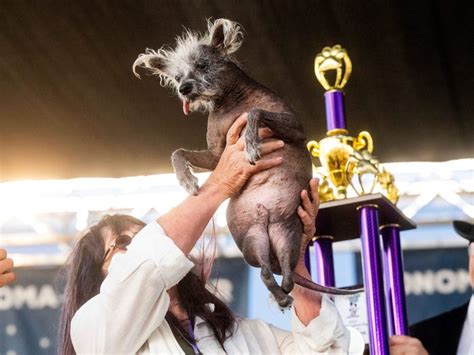 Scooter A Bald Dog With Backward Legs Crowned Worlds Ugliest Dog