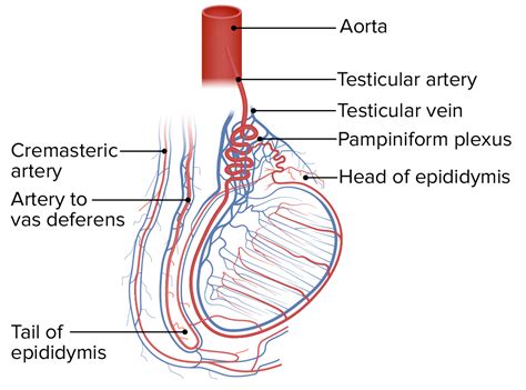 Testículos Concise Medical Knowledge