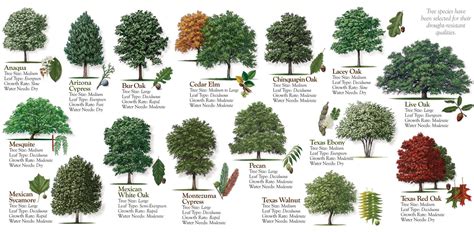 Shading Trees For San Antonio Area Mechanical And Insulation