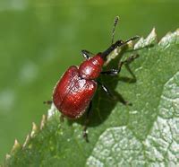 Insect Type: Weevils - Plant Insect, Disease and Environmental Problem Information from ...