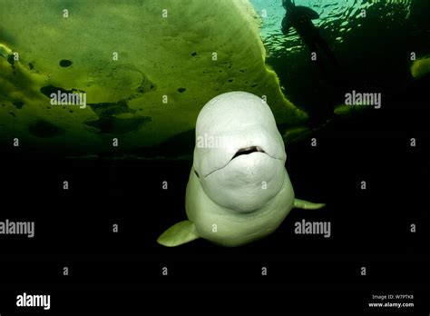 Beluga Whale Delphinapterus Leucas Swimming Under Ice With Diver