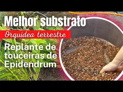 REPLANTE DE TOUCEIRAS DE EPIDENDRUM O MELHOR SUBSTRATO PRA ORQUÍDEA