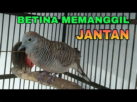 Suara Perkutut Betina Memanggil Jantan Sangat Ampuh Buat Pikat Dan