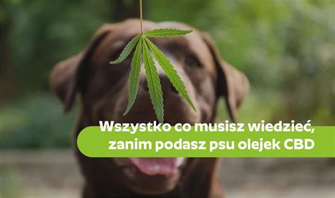 Olej Cbd Dla Psa Jaki Wybra I Jak Dawkowa Greenpointshop