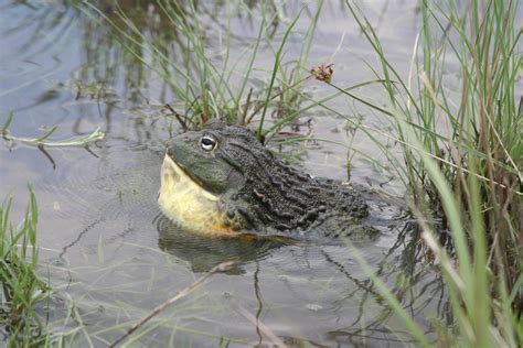 Seolo Africa | Giant bullfrogs