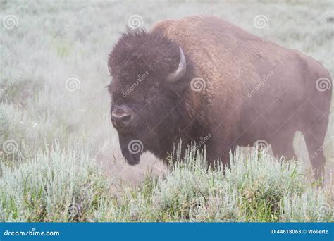 Large Male Bison Stock Image Image Of Natural Outdoors 44618063