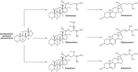 1 Precursors Of Sterols In Nature Download Scientific Diagram