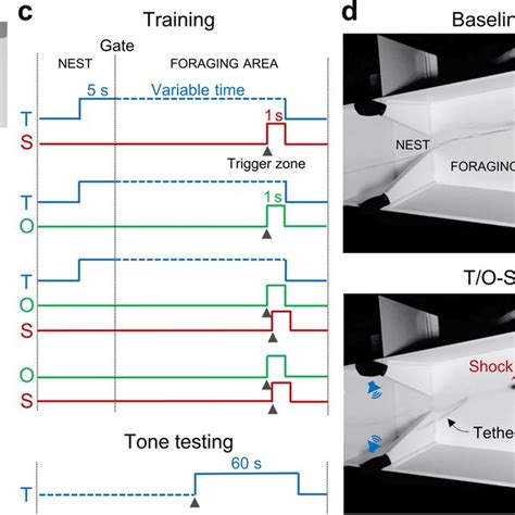 Auditory Fear Conditioning In A Standard Experimental Chamber A Download Scientific Diagram