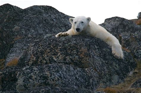 Urso Polar Caracter Sticas Habitat E Fotos