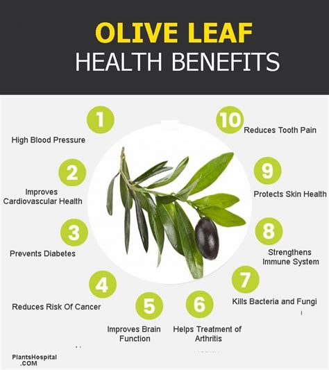 11 Amazing Medicinal Health Benefits Of Olive Leaf (Olea Europaea) | Leaf health, Olive leaf ...