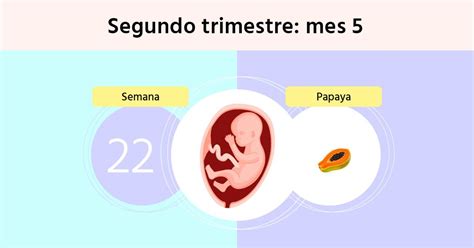 Semana 22 de embarazo cuál es la posición del bebé y cómo se mueve