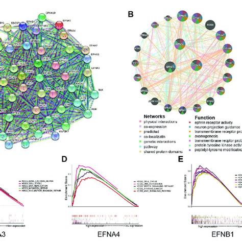 Protein Interactions And Gene Set Enrichment Analysis GSEA Of