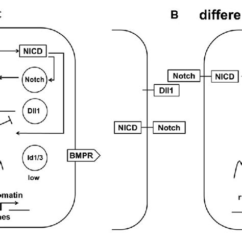 The Proposed Model Requires Both High Notch Signaling Activity And