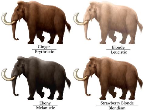 Woolly Mammoth Variation | Prehistoric animals, Extinct animals ...