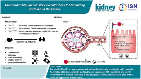 Glomerular Tubular Crosstalk Via Cold Shock Y Box Binding Protein 1 In